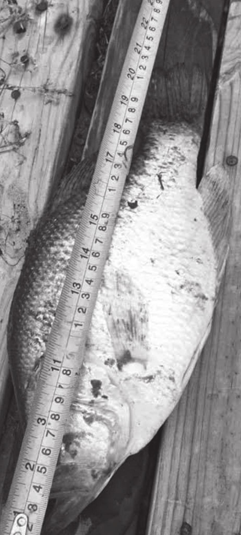 Lake Eufaula Fishing Report