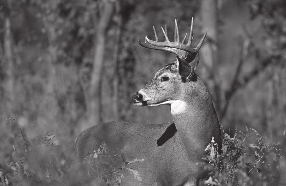 Apply for Controlled Hunts, Get Outdoor Oklahoma Adventures Tickets Now