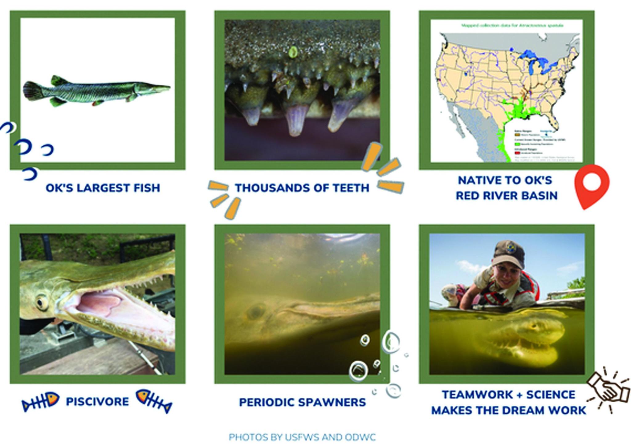 Species Spotlight Alligator Gar