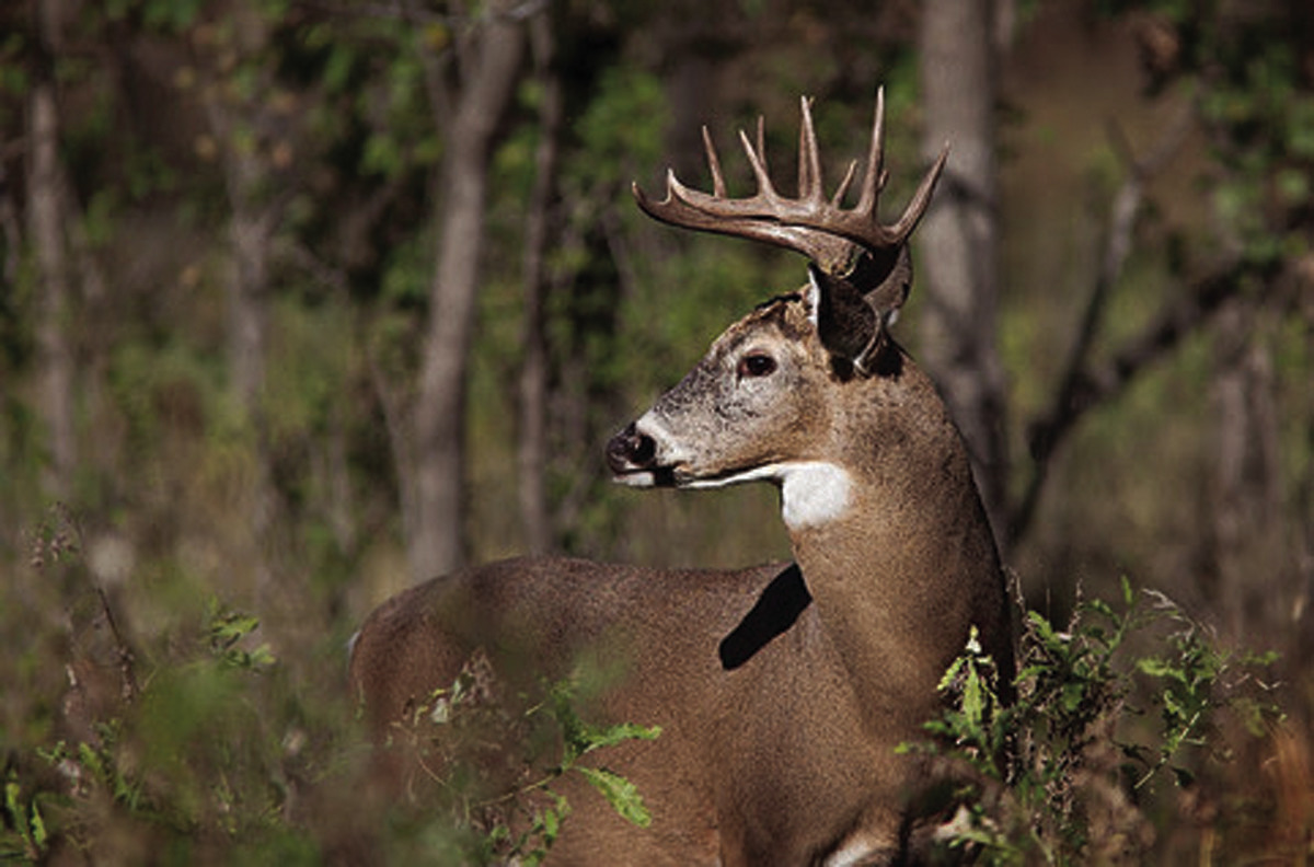 Controlled Hunts deadline looming All you need to know to apply